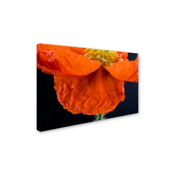 Kurt Shaffer 'Poppy Petals' Canvas Art,30x47